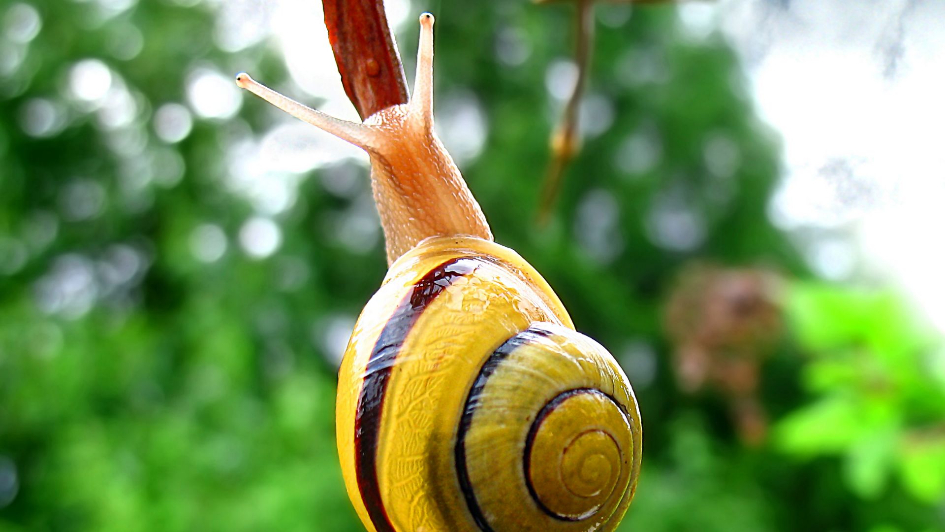 File:Snail-WA papa edit.jpg