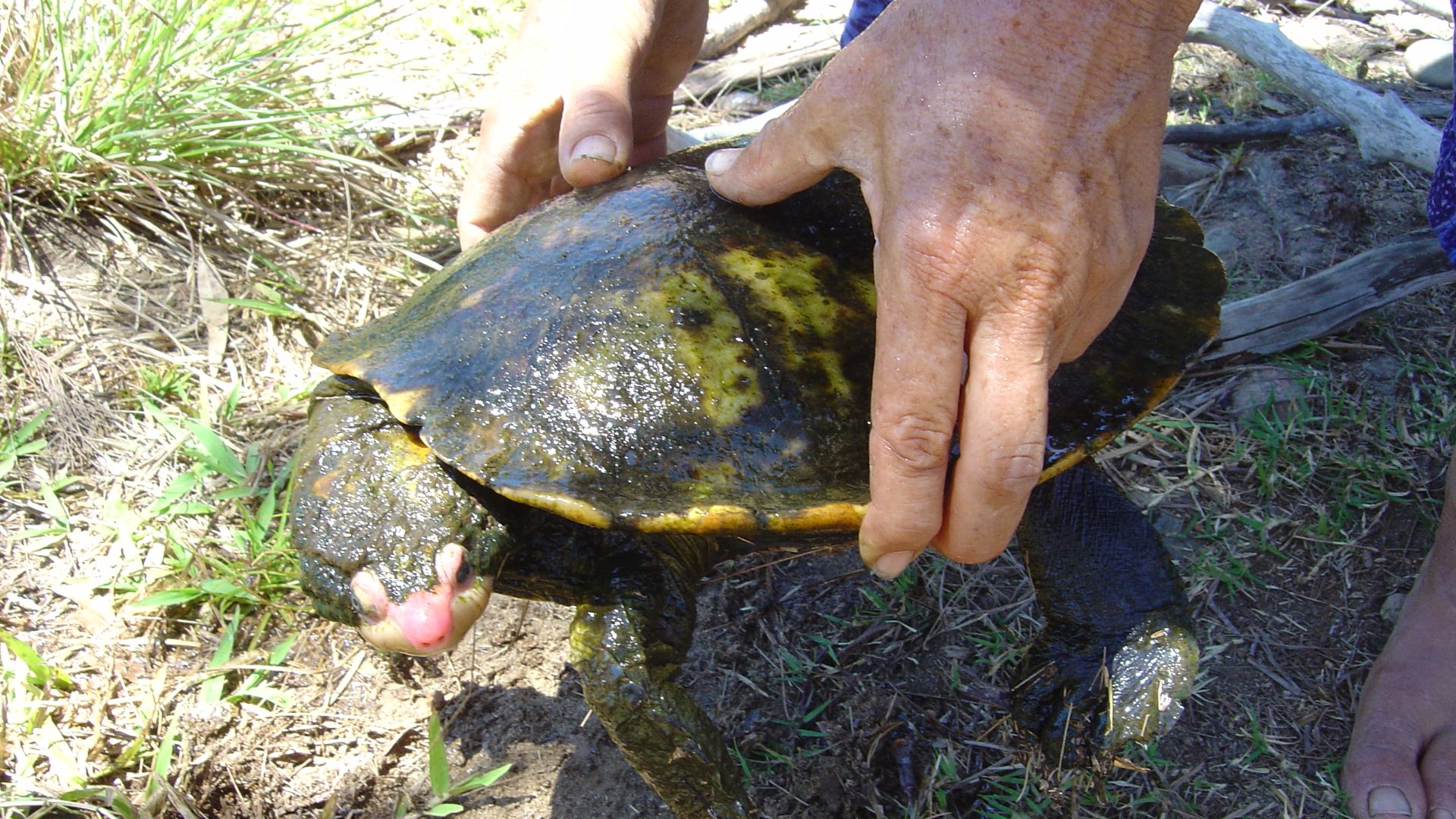 File:Irwin's turtle (2261030419).jpg