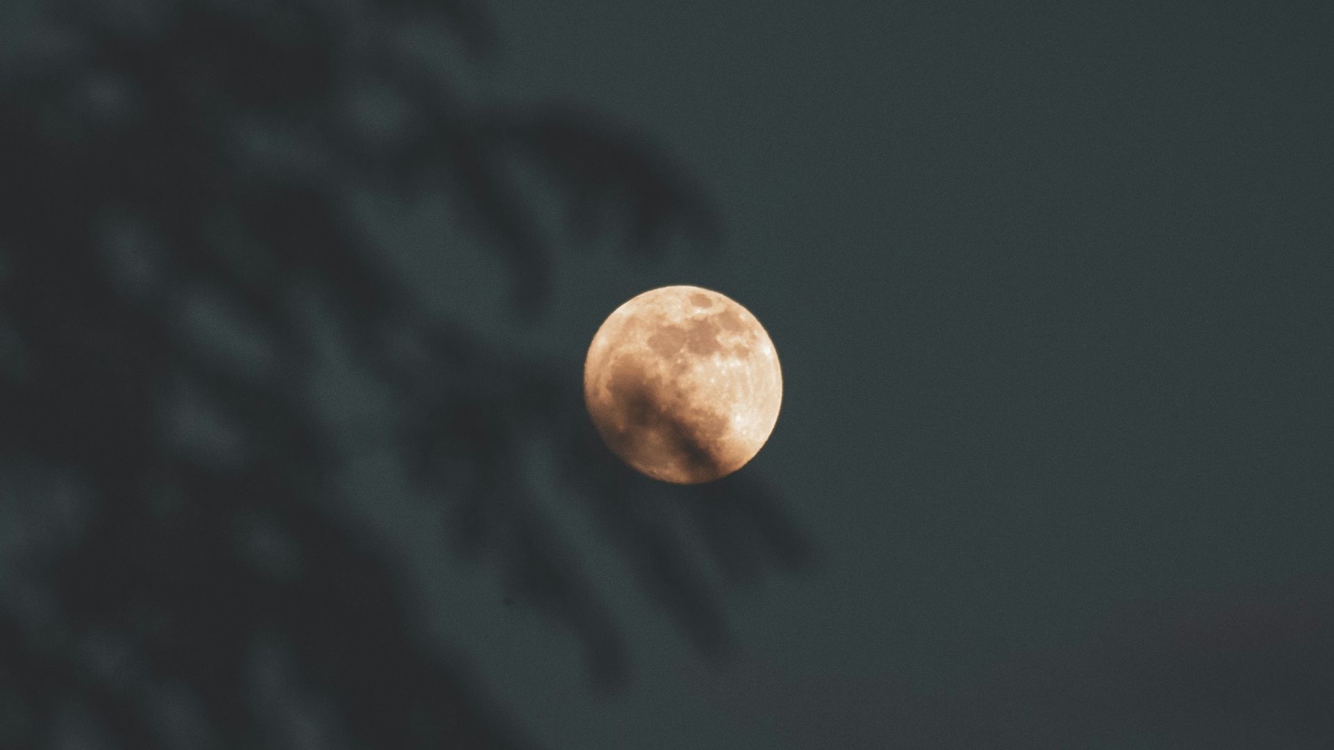 a full moon seen through the branches of a tree