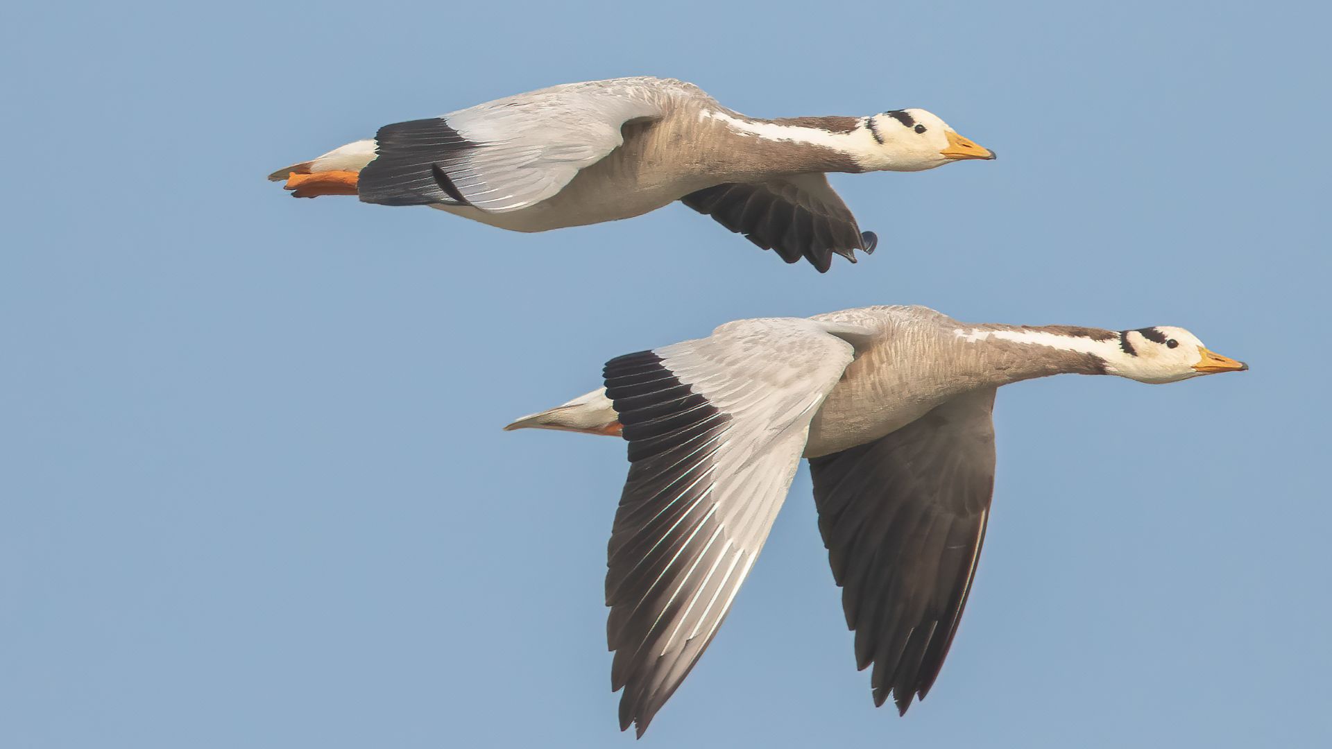 File:A Pair of Bar-Headed Geese in Flight (50900564713).jpg