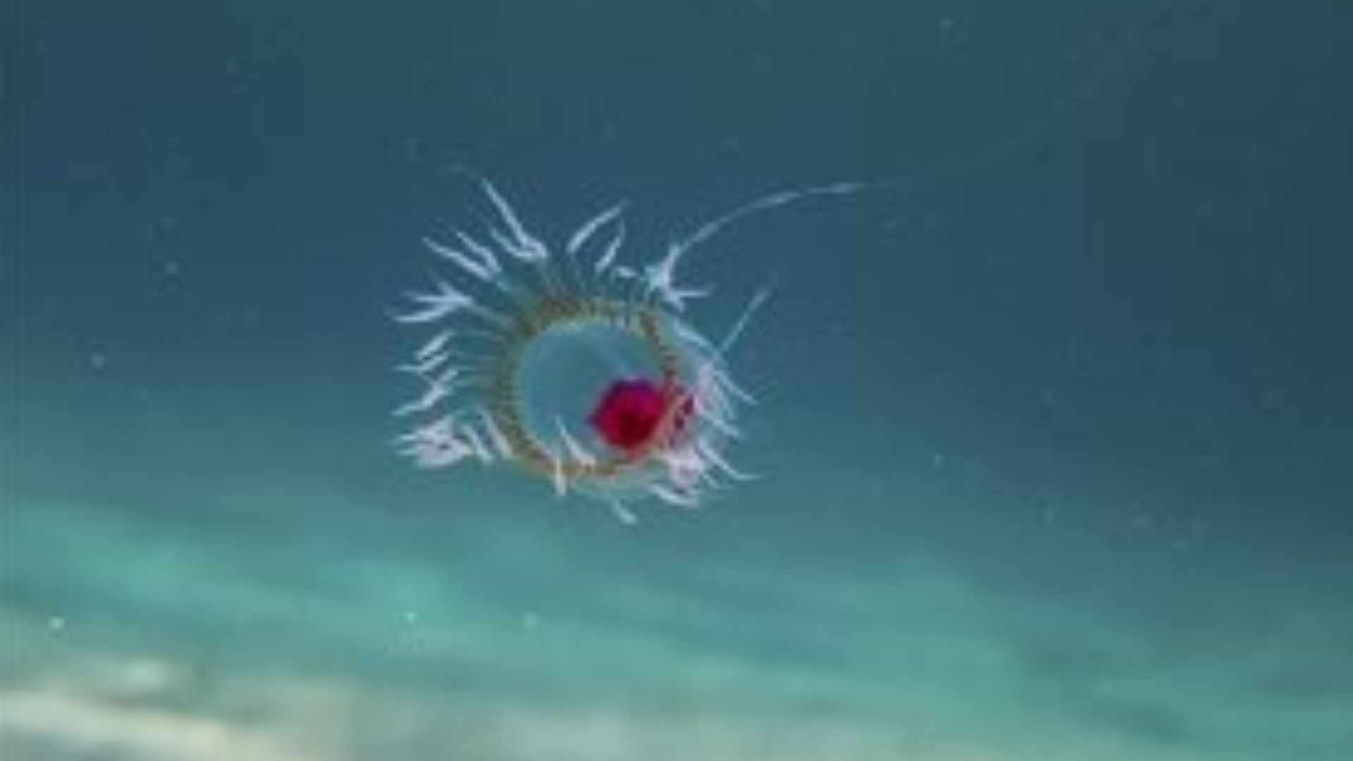 File:Turritopsis dohrnii.jpg