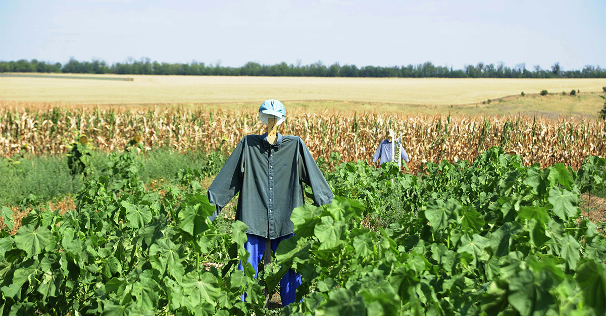 I have hundreds of ears, but I can’t hear a thing. What am I?