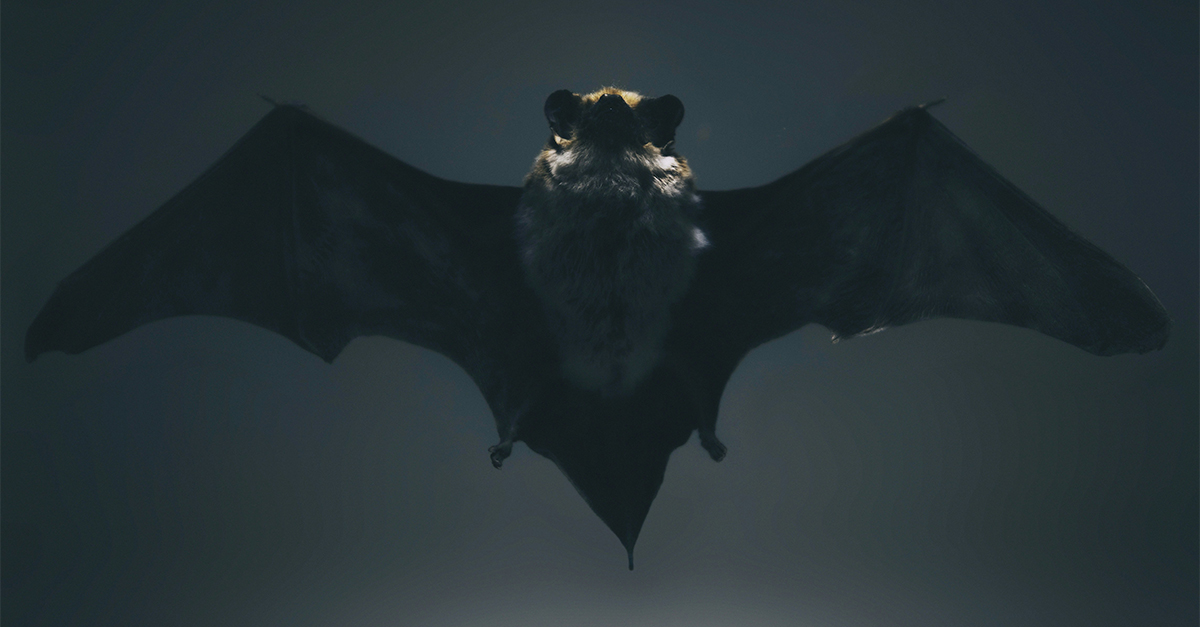 I sleep by day, I fly by night. I have no feathers to aid my flight. What am I?