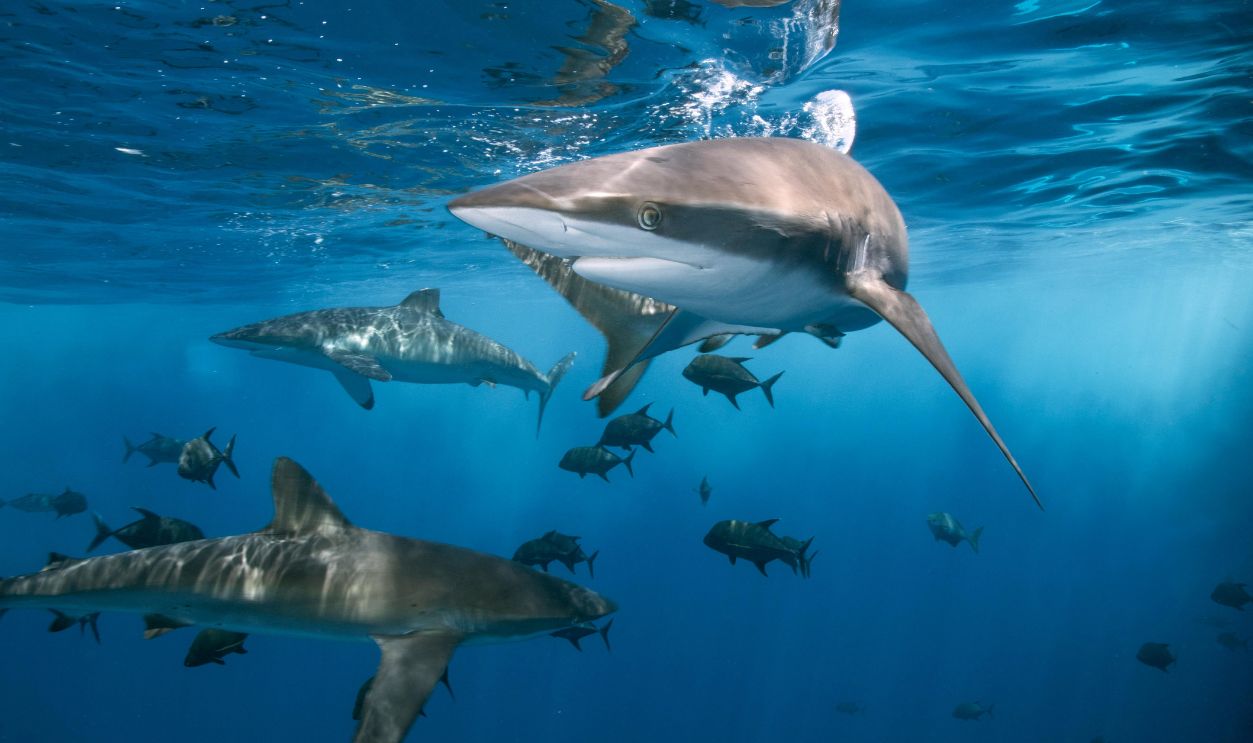 Why Sharks Deserve Respect, Not Fear