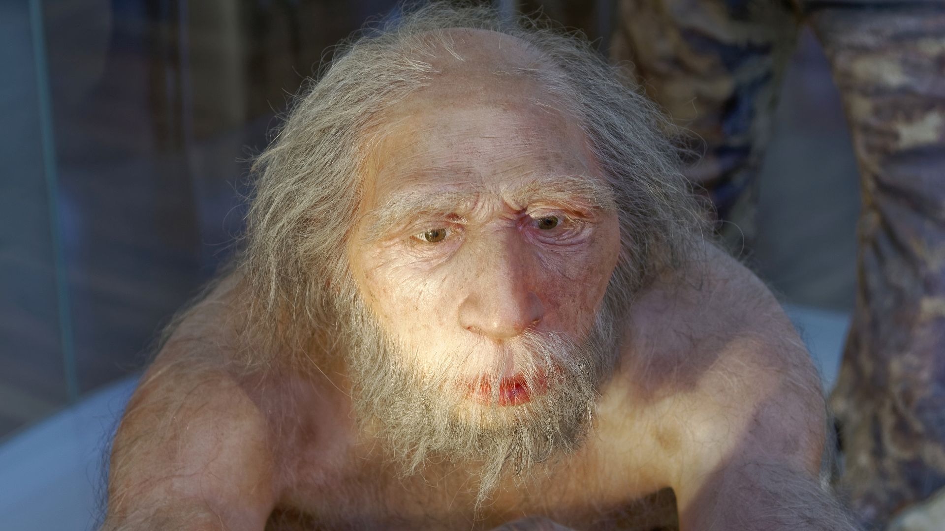 File:Homo neanderthalensis, The Natural History Museum Vienna, 20210730 1225 1277.jpg