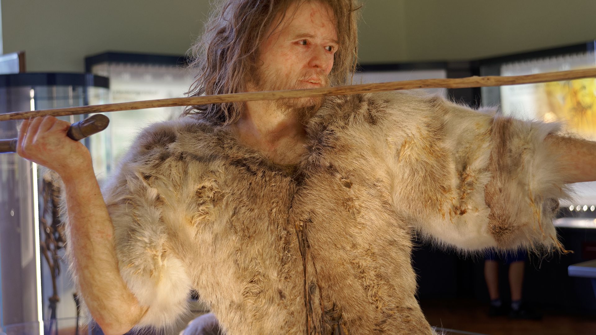 File:Homo Sapiens Cro-Magnon The Natural History Museum Vienna, 20210730 1223 1268.jpg