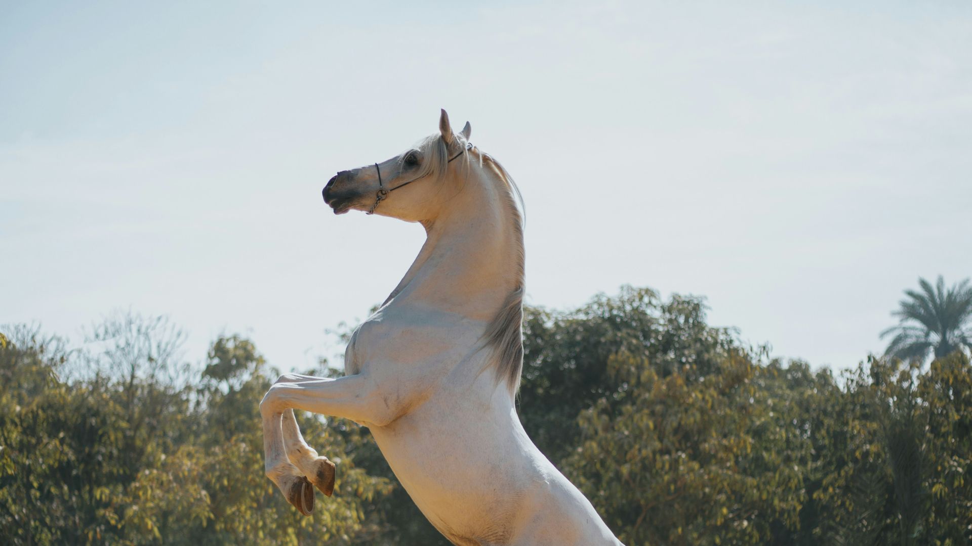 a horse jumping in the air
