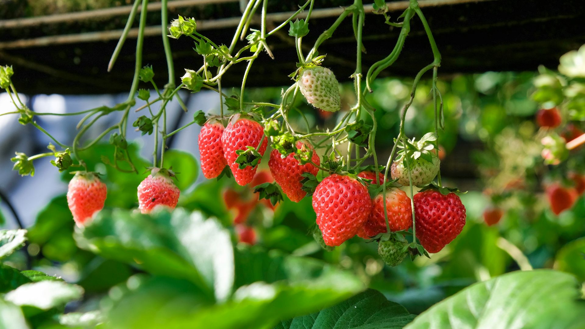 strawberries in shallow focus