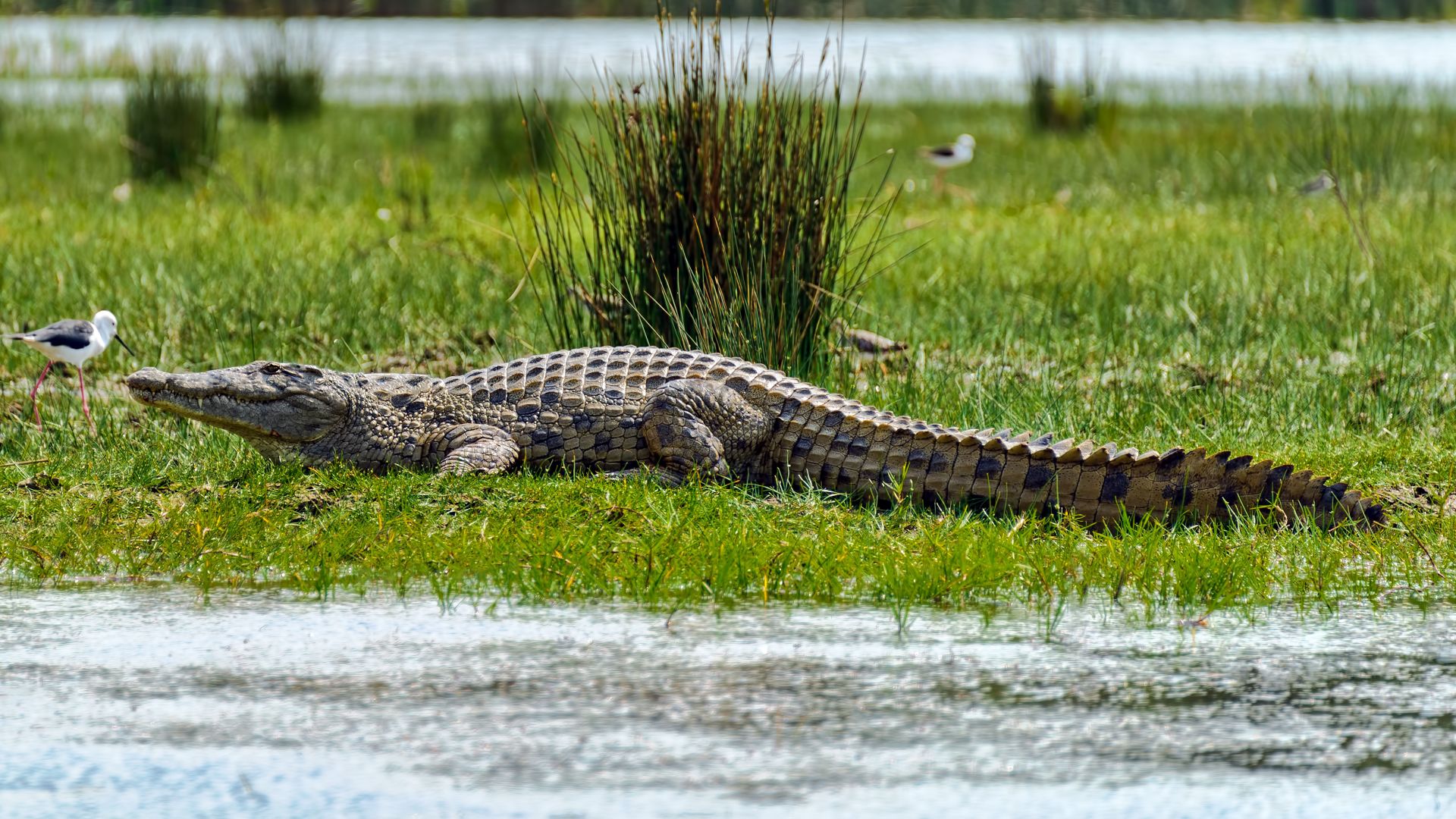 File:Nile Crocodile basking (13869043013).jpg