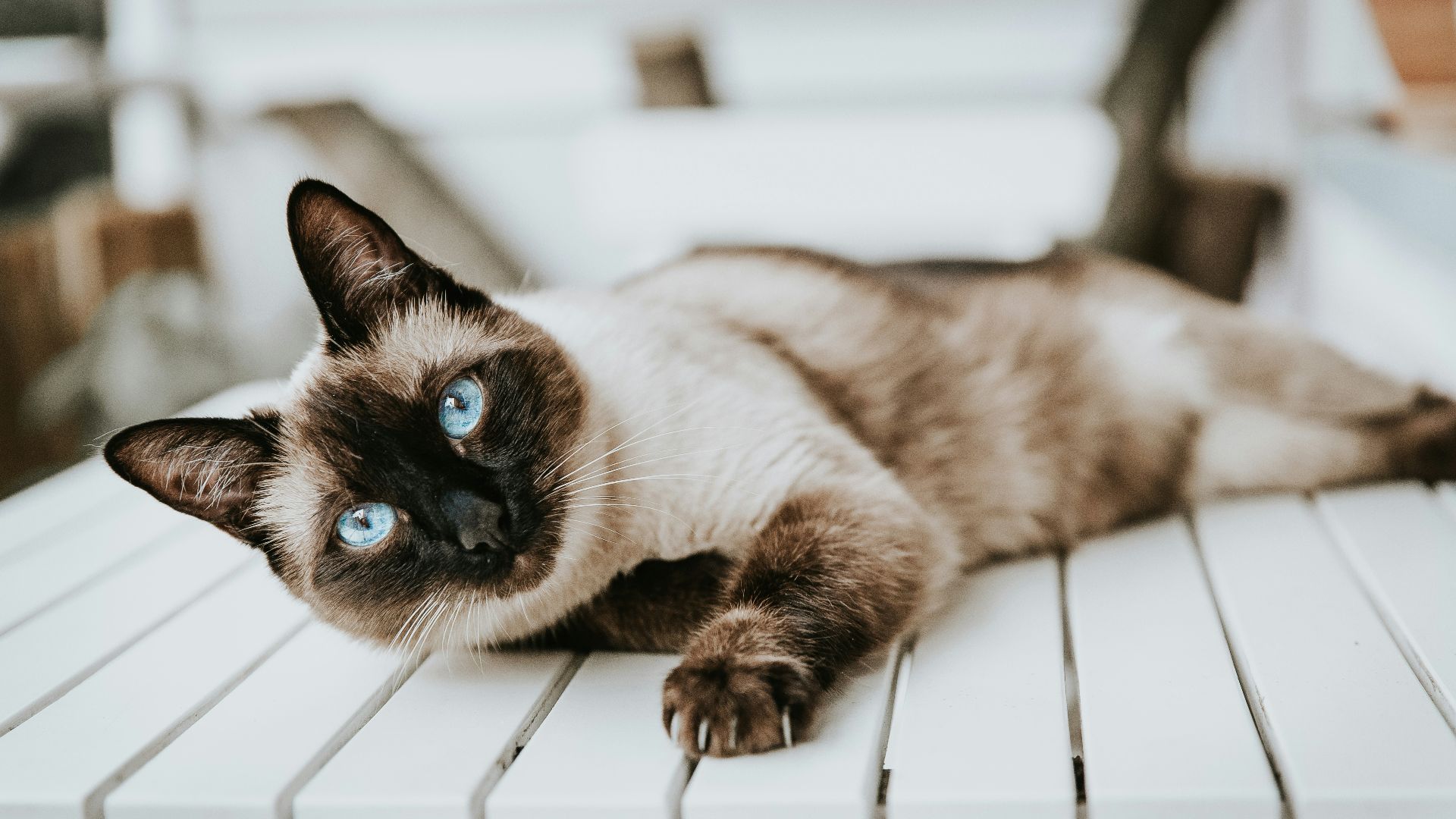 Siamese cat lying on wooden table
