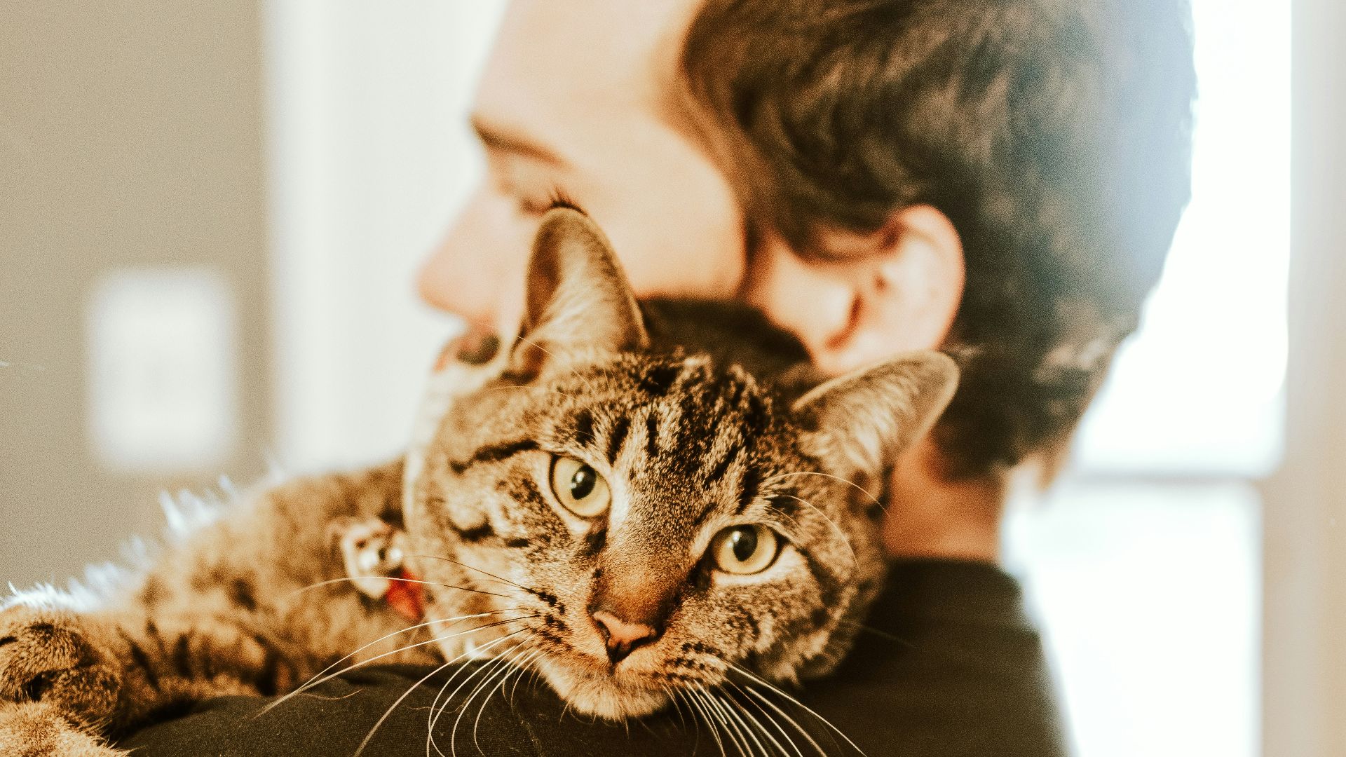 brown tabby cat on black leather chair