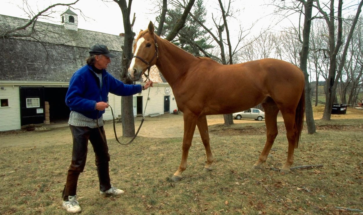 BUCK, CHRISTOPHER REEVE'S HORSE IN RETIREMENT 