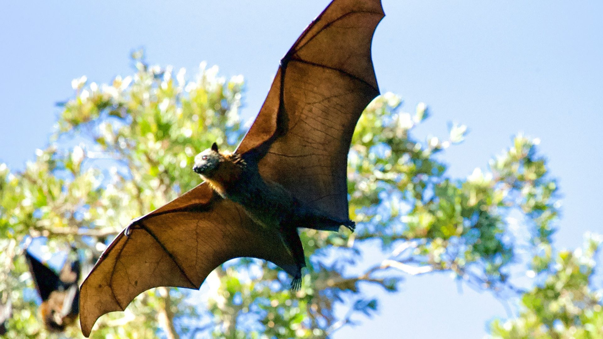 a large bat flying over a forest filled with trees