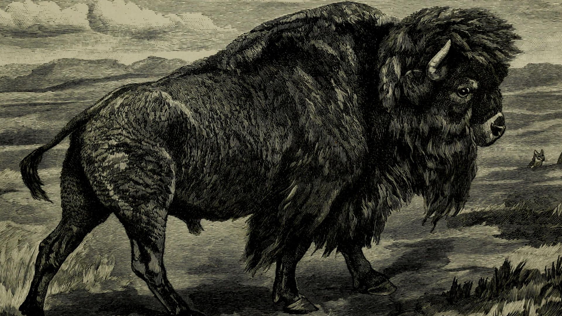 File:Wild beasts and their ways - reminiscences of Europe, Asia, Africa and America (1890) (14594072830).jpg