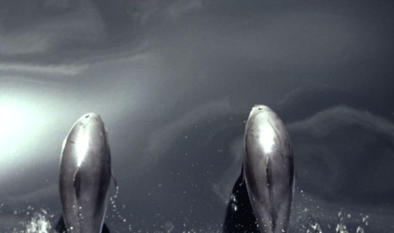 Dolphins