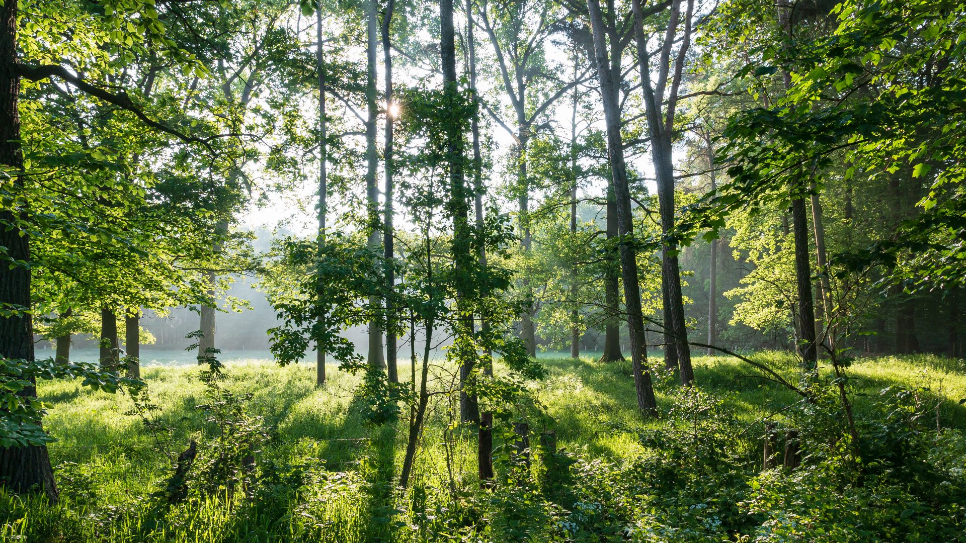 File:Dülmen, Naturschutzgebiet -Am Enteborn- -- 2014 -- 0202.jpg