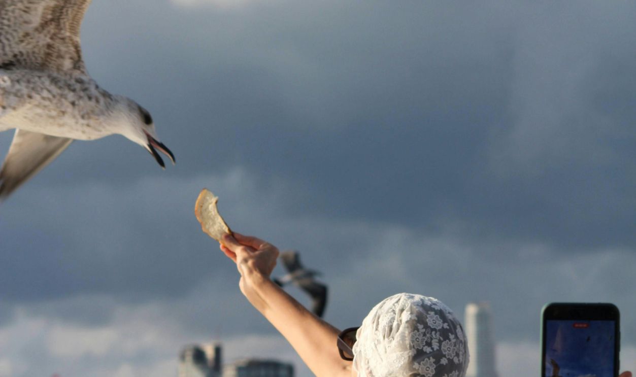 Woman Feeding Seagull