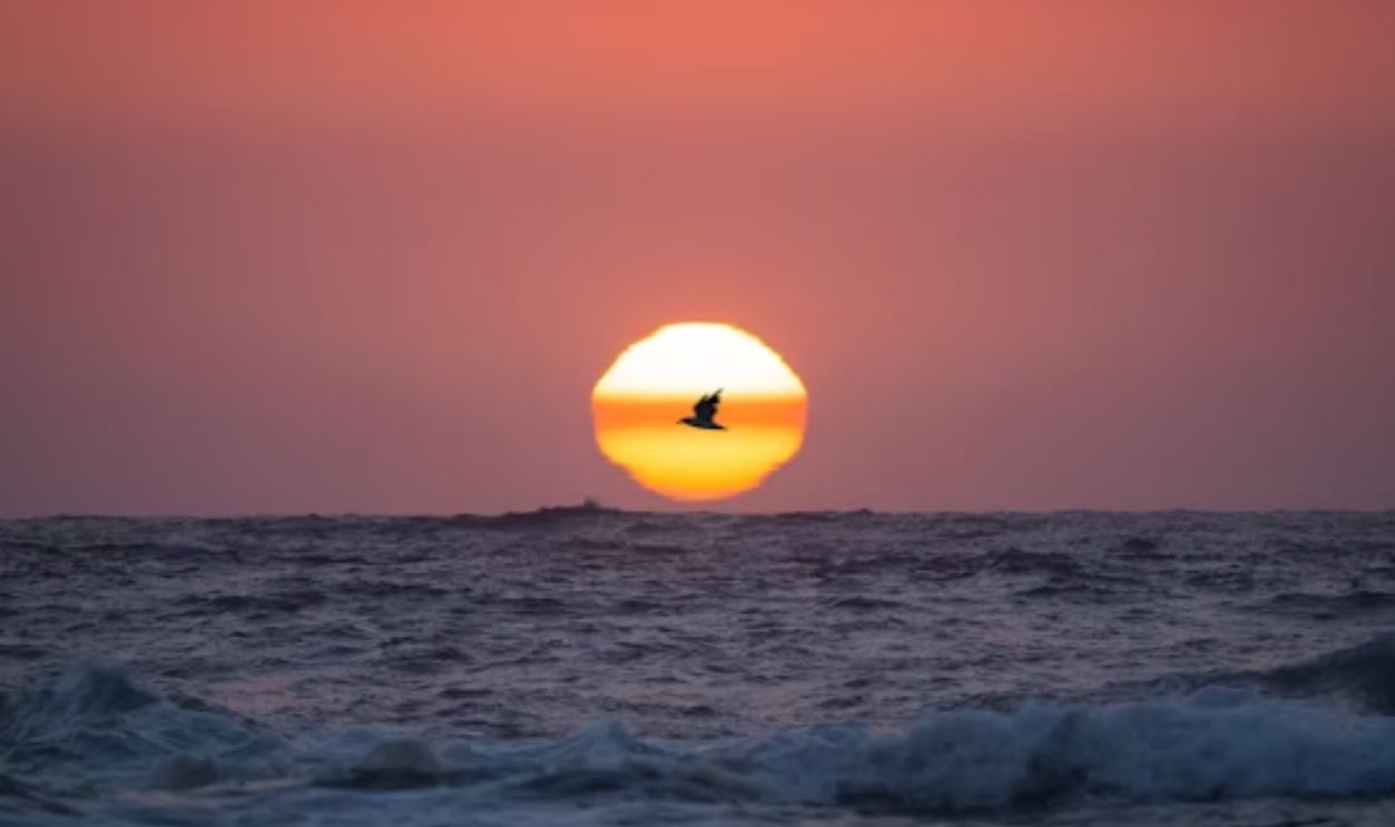 Bird Flying Over Ocean At Sunset