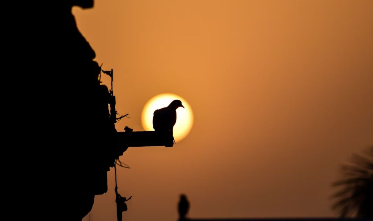 Just Another Bird