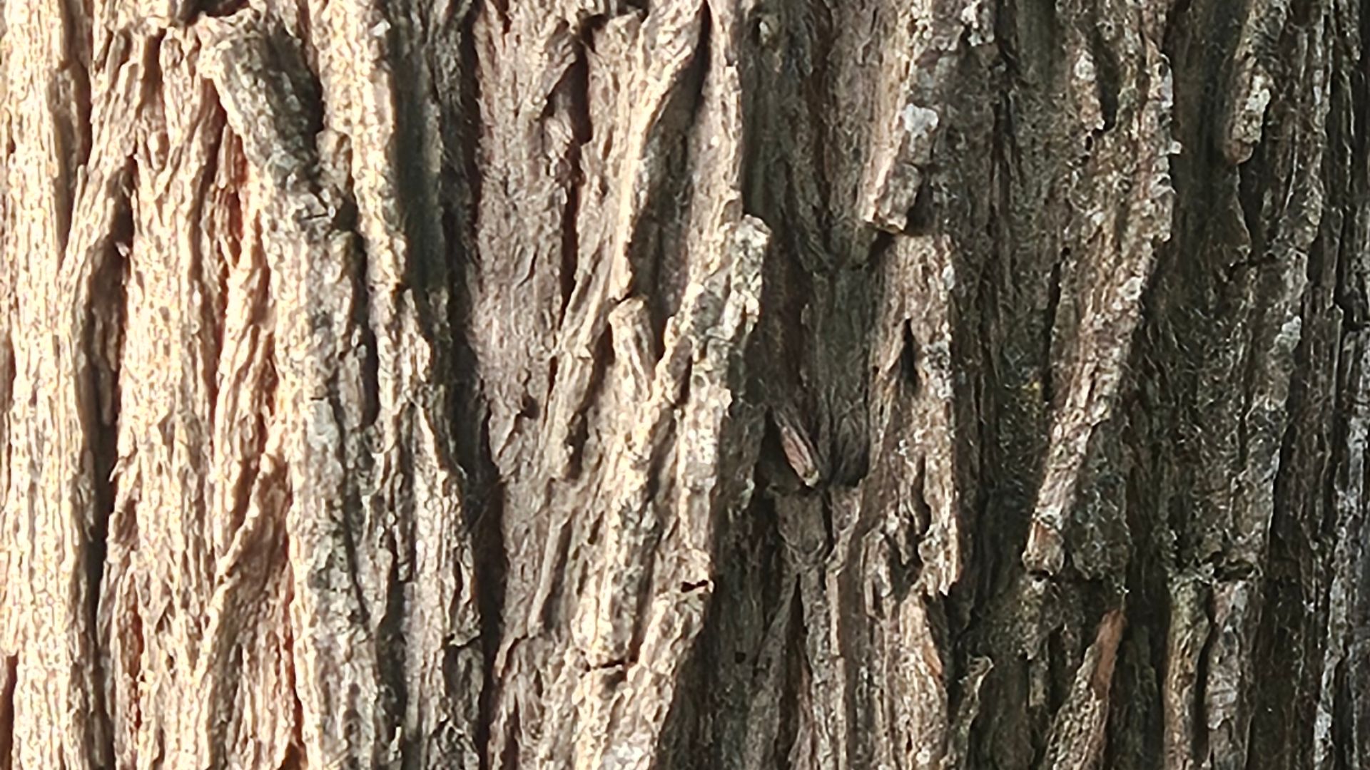 File:Willow Bark Near And Far.jpg