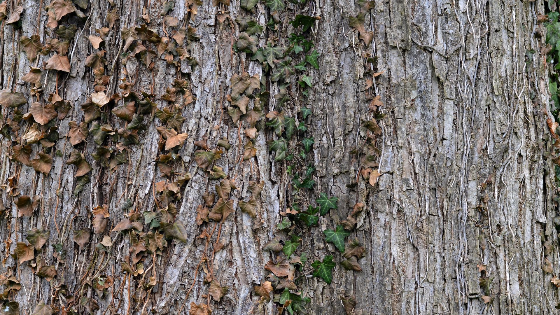 File:Slippery Elm Ulmus rubra Bark Horizontal.JPG