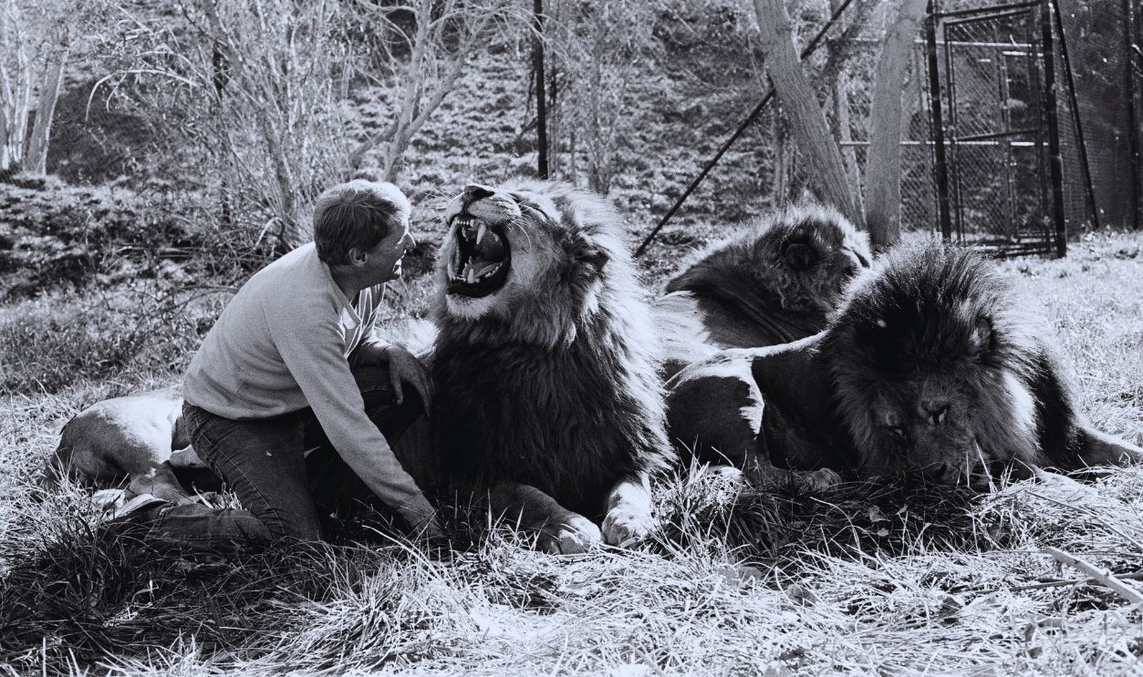 Gettyimages - 637669668, Tippi Hedren and Noel Marshall Noel Marshall with his animals on his San Fernando Valley compound. 25th January 1982. 
