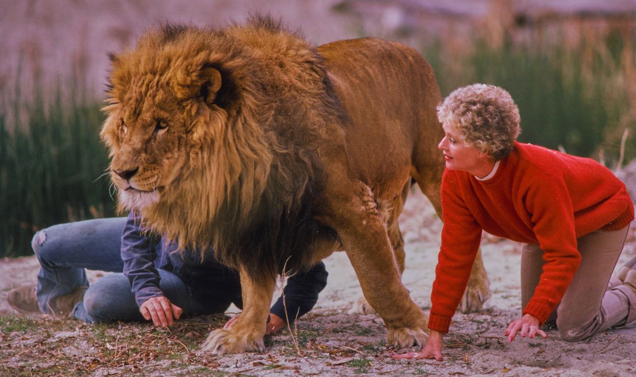 Gettyimages - 2176389744, Shambala Preserve, Acton, California American talent agent Noel Marshall, wearing a blue shirt and jeans, obscured by a lion, beside his wife, American actress Tippi Hedren, who wears a red sweater and beige trousers, at the Shambala Preserve, in Acton, California, February 1982.