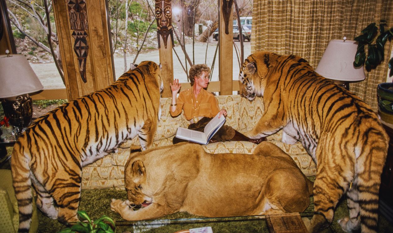 Gettyimages - 2176389518, Shambala Preserve, Acton, California American actress Tippi Hedren, wearing an orange shirt, bronze trousers and knee-high boots, reads a book she lies on a sofa between two tigers, as a lioness lies on the floor below, at the Shambala Preserve, in Acton, California, February 1982. 