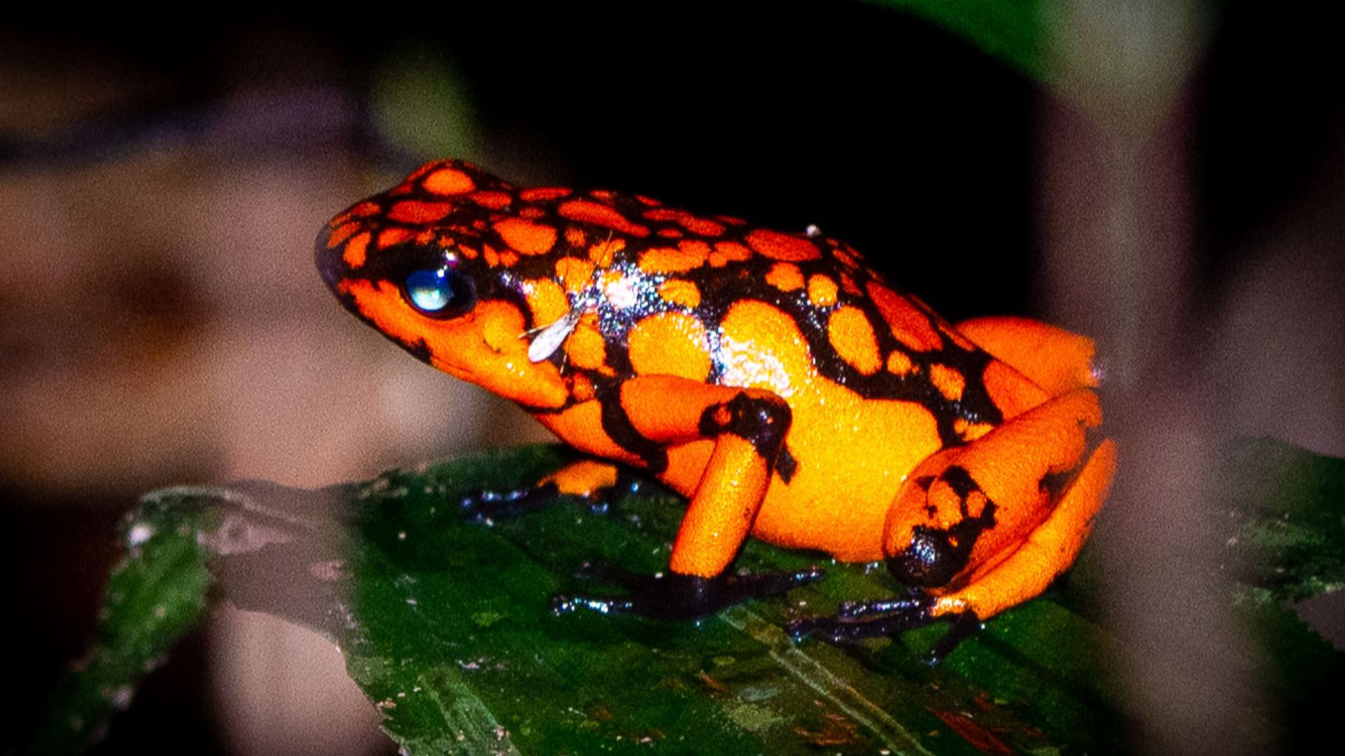 File:Poison dart frog.jpg