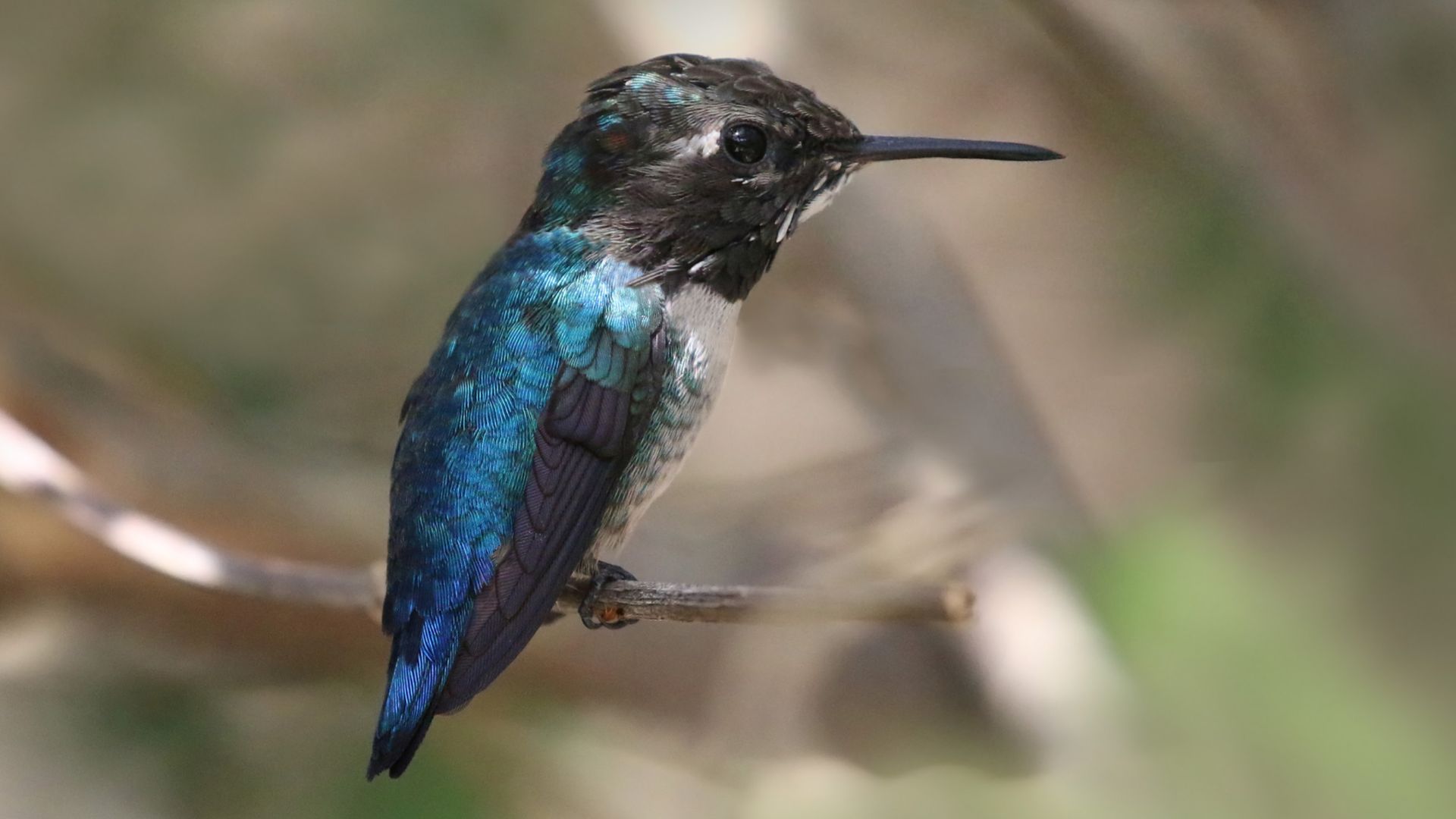 File:Bee hummingbird (Mellisuga helenae) adult male non-breeding.jpg