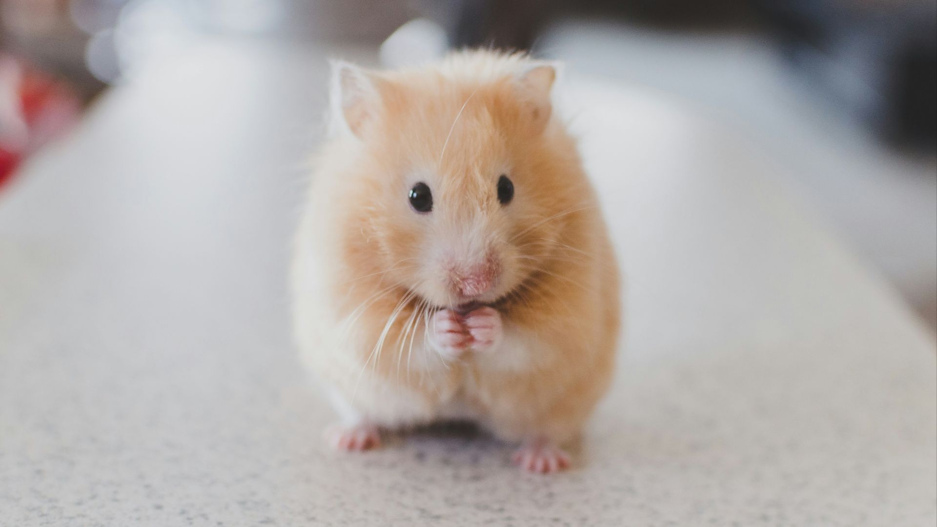 selective focus photography of brown hamster