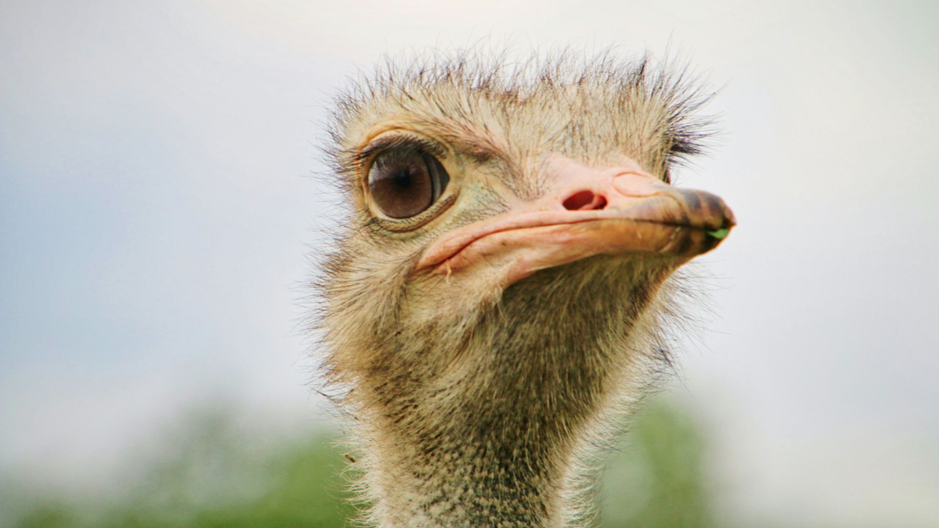 portrait of Ostrich