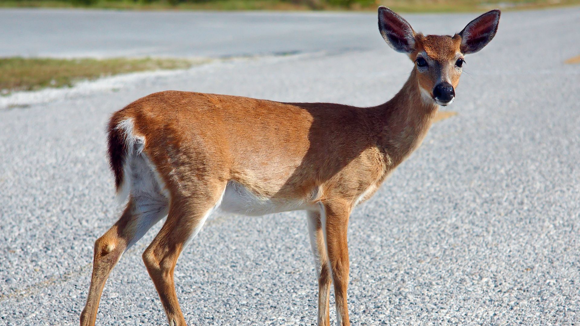 File:Key Deer on Deer Key.jpg