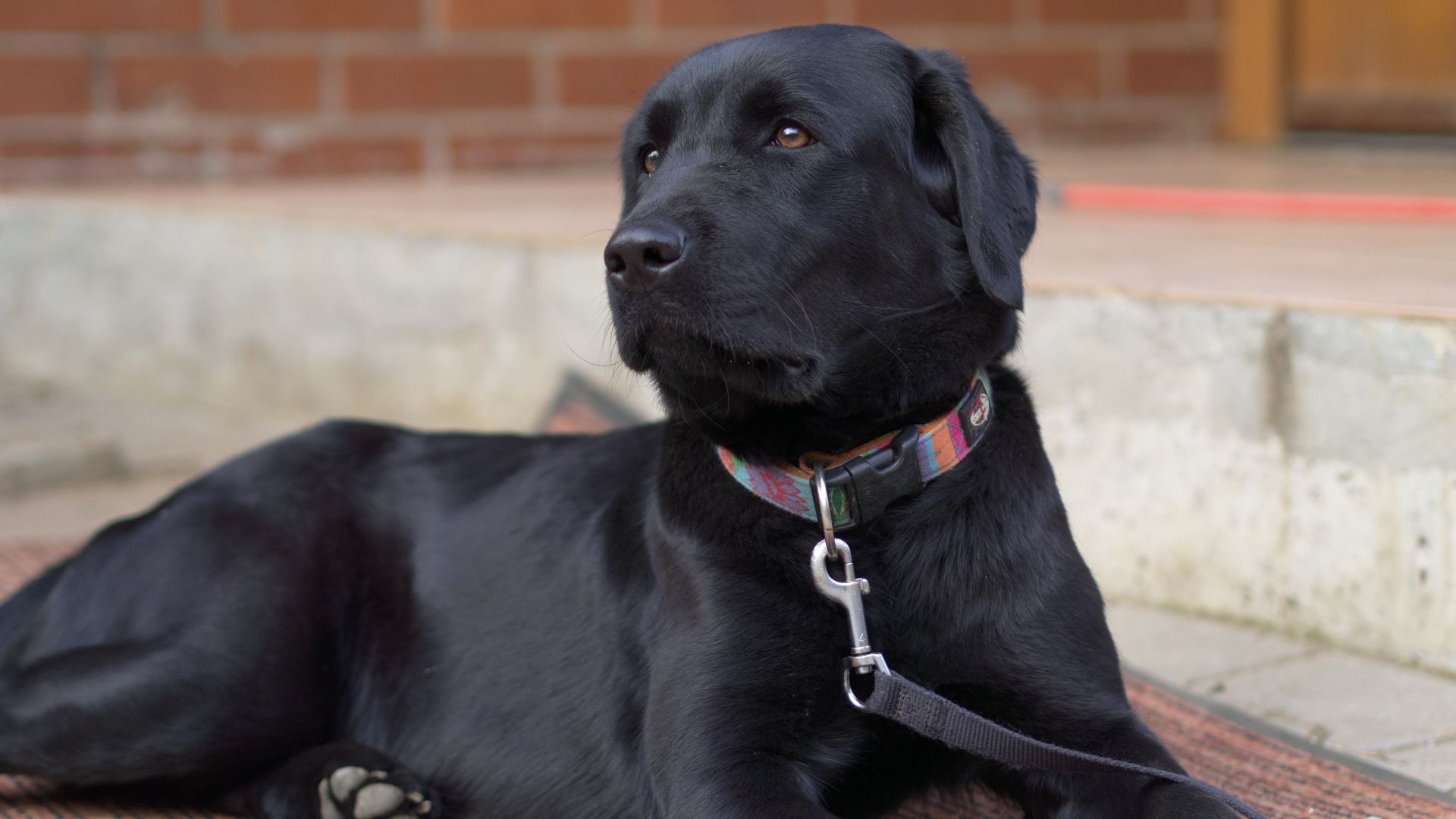 File:Female Black Labrador Retriever.jpg