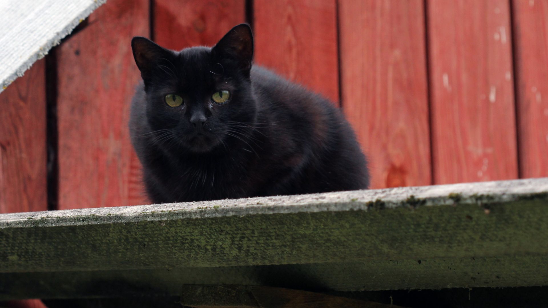 File:Muha the black female cat, domestic cat, Felis catus, Pskov, July 2013 (7).jpg