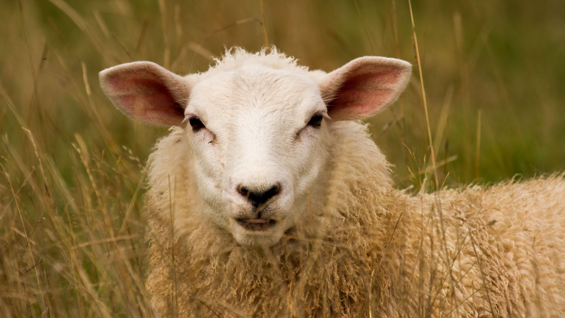 File:A sheep in the long grass.jpg