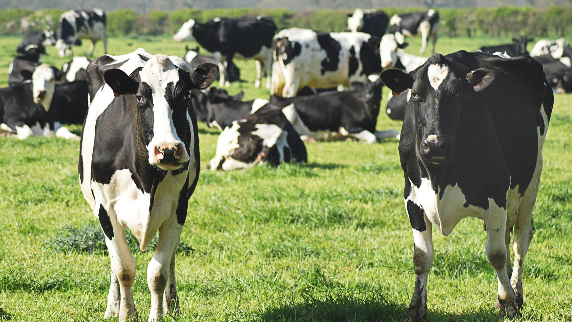 black and white cow on green grass field during daytime