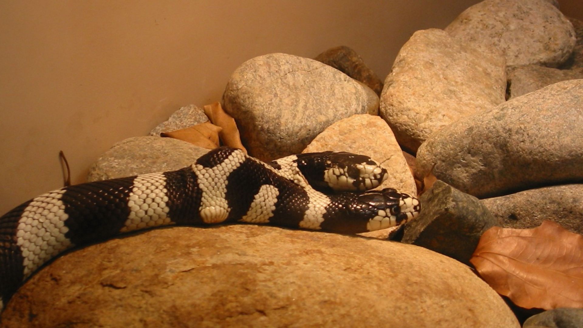 File:Two Headed Snake.jpg
