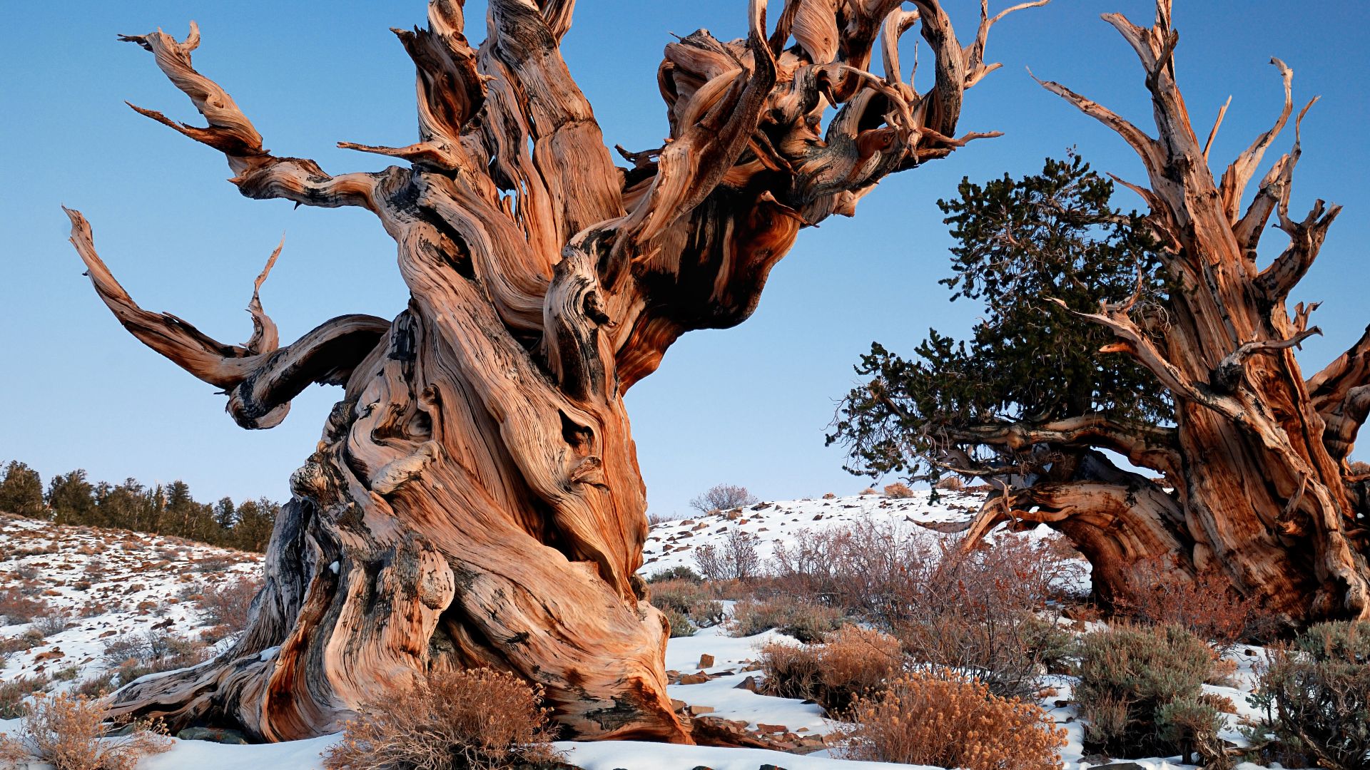 File:Gnarly Bristlecone Pine.jpg