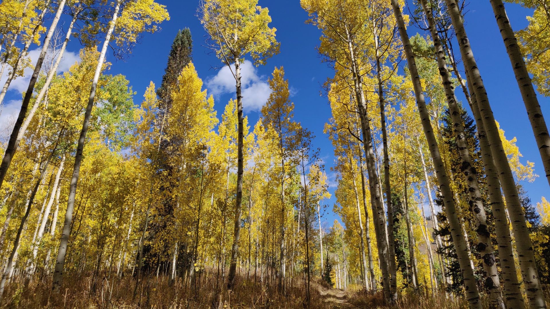 File:Yellow Aspen trees in Fall.jpg