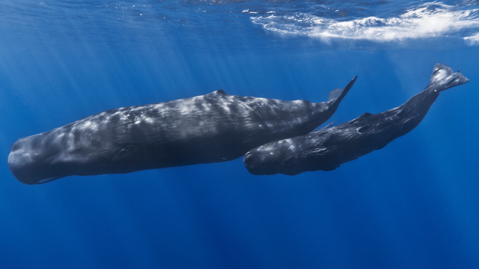 File:Mother and baby sperm whale.jpg