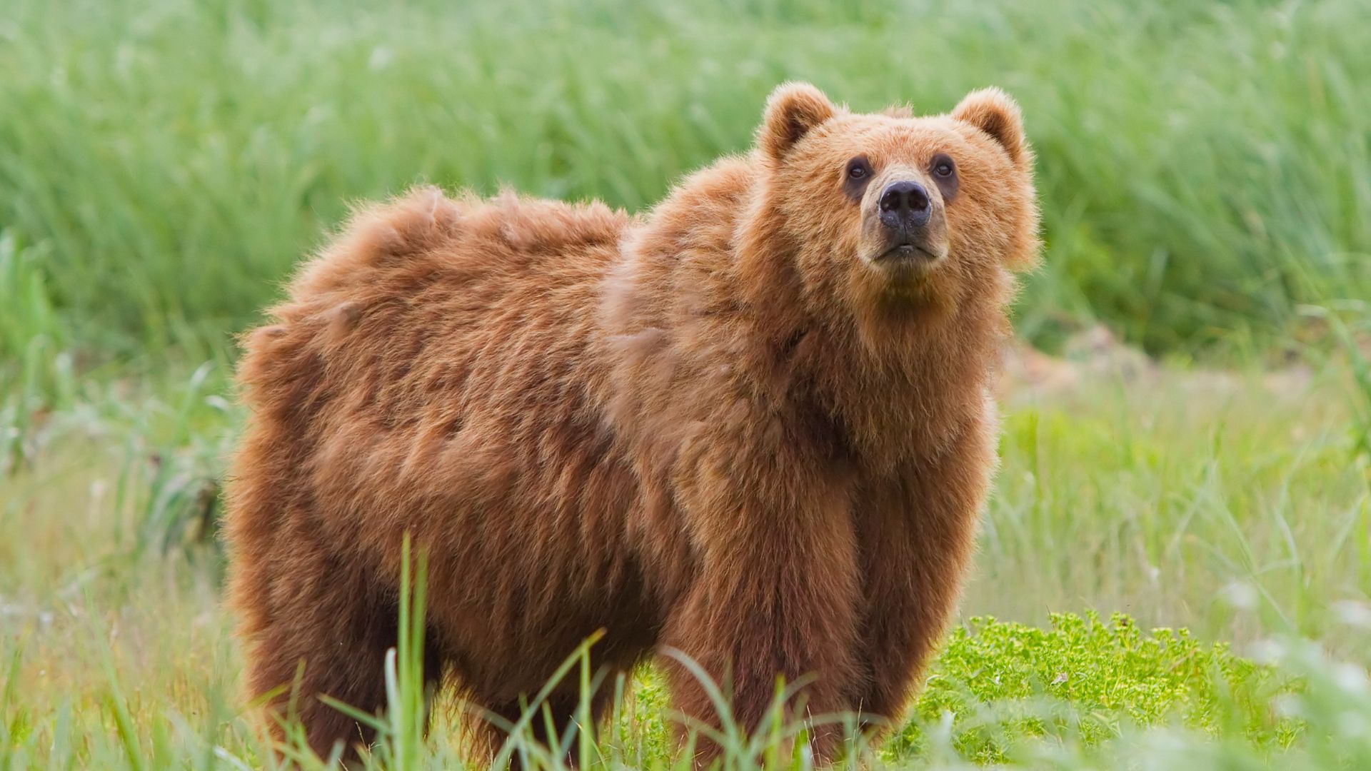 File:2010-kodiak-bear-1.jpg