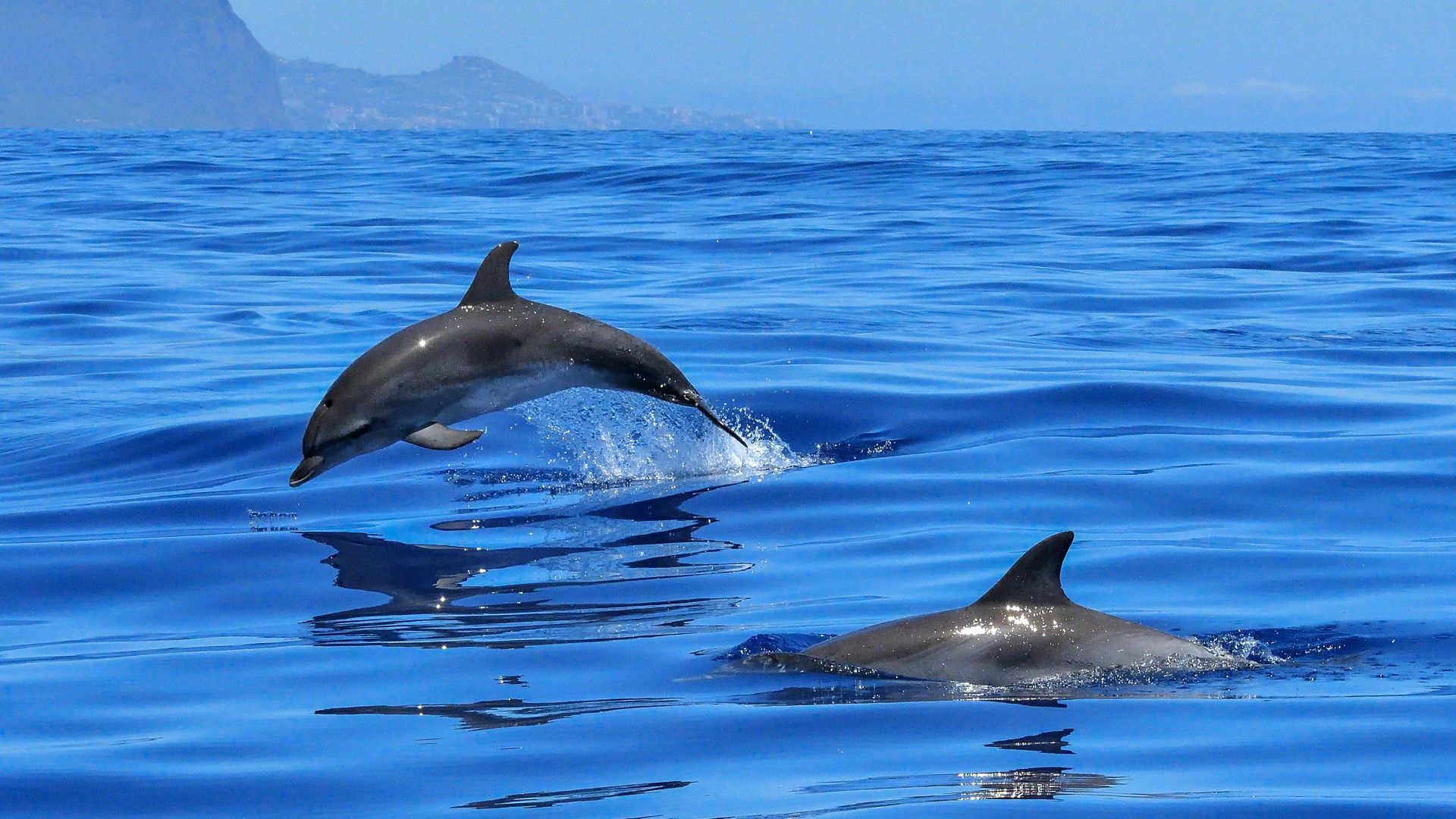 File:Dolphin Ocean.jpg