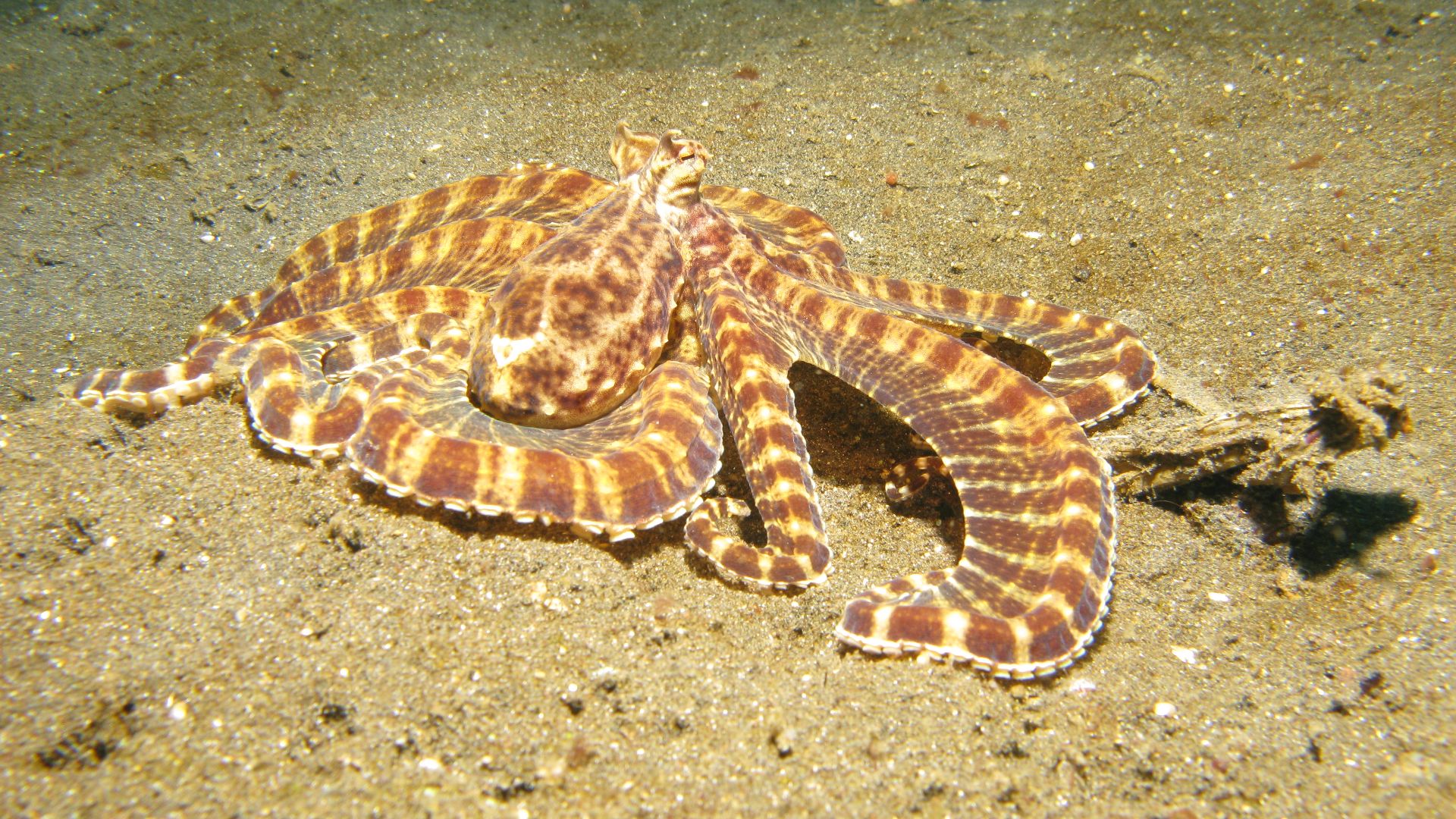 File:Mimic Octopus3.jpg