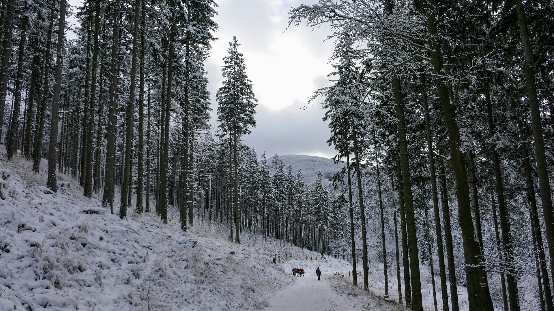 green trees on snow covered ground during daytime