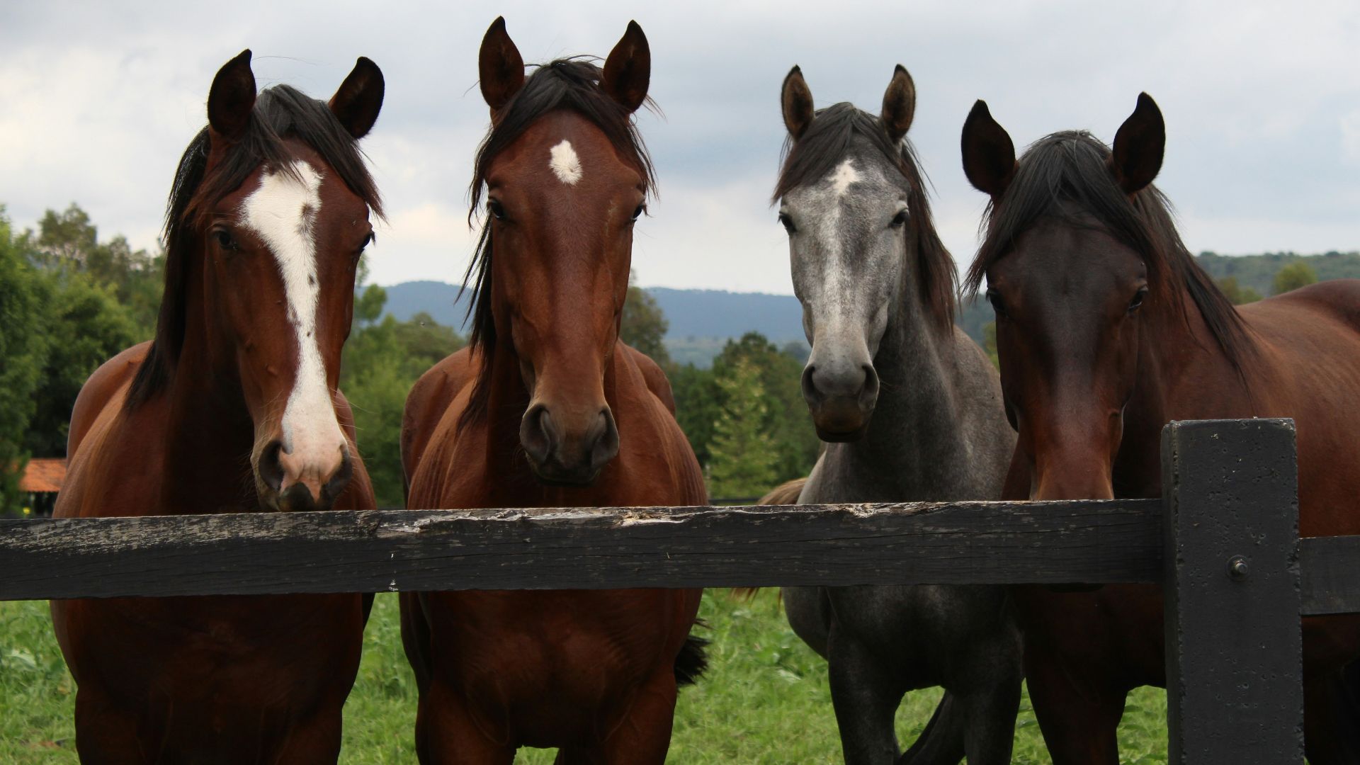 brown and white horses on green grass field during daytime