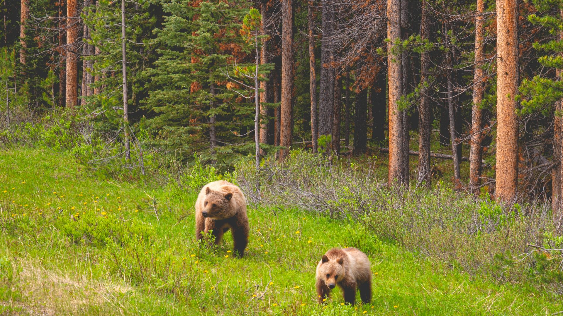 bears walking in the forest