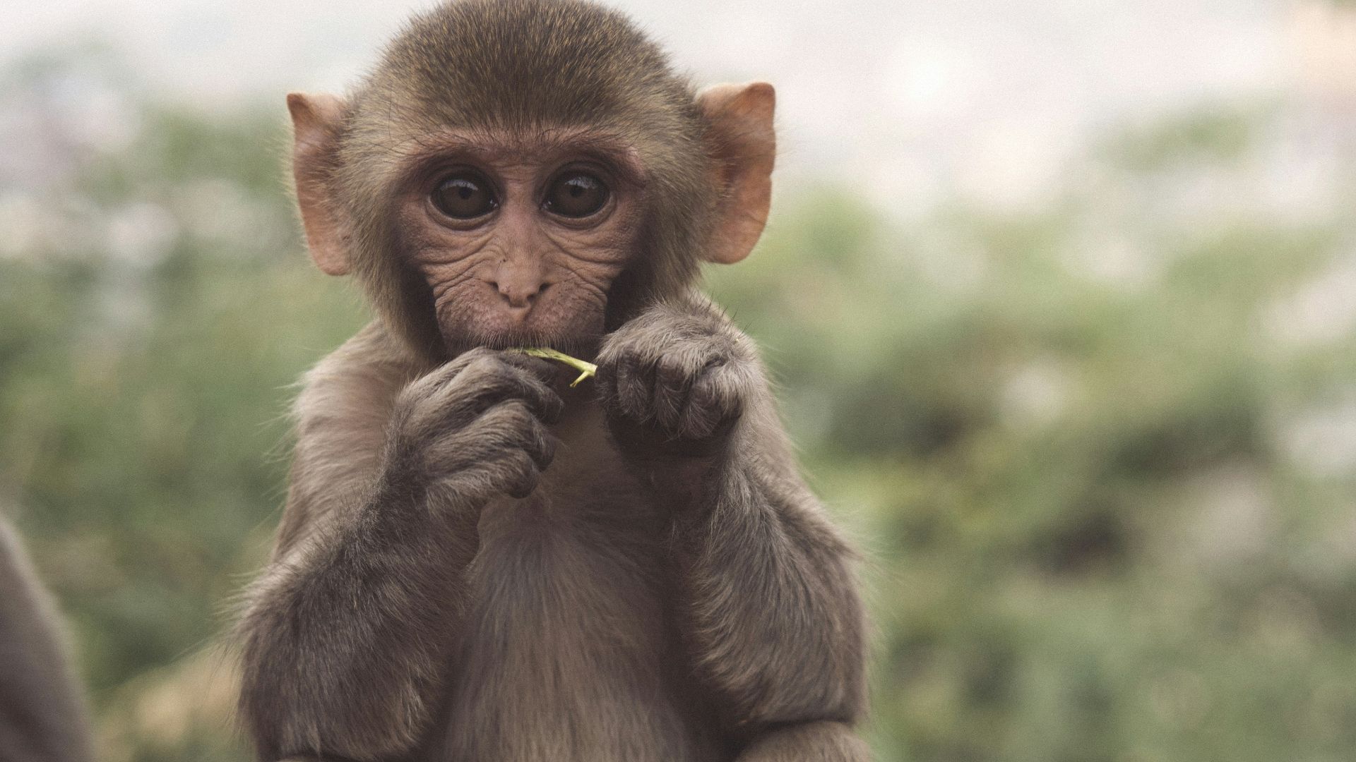 selective photo of brown and white primate