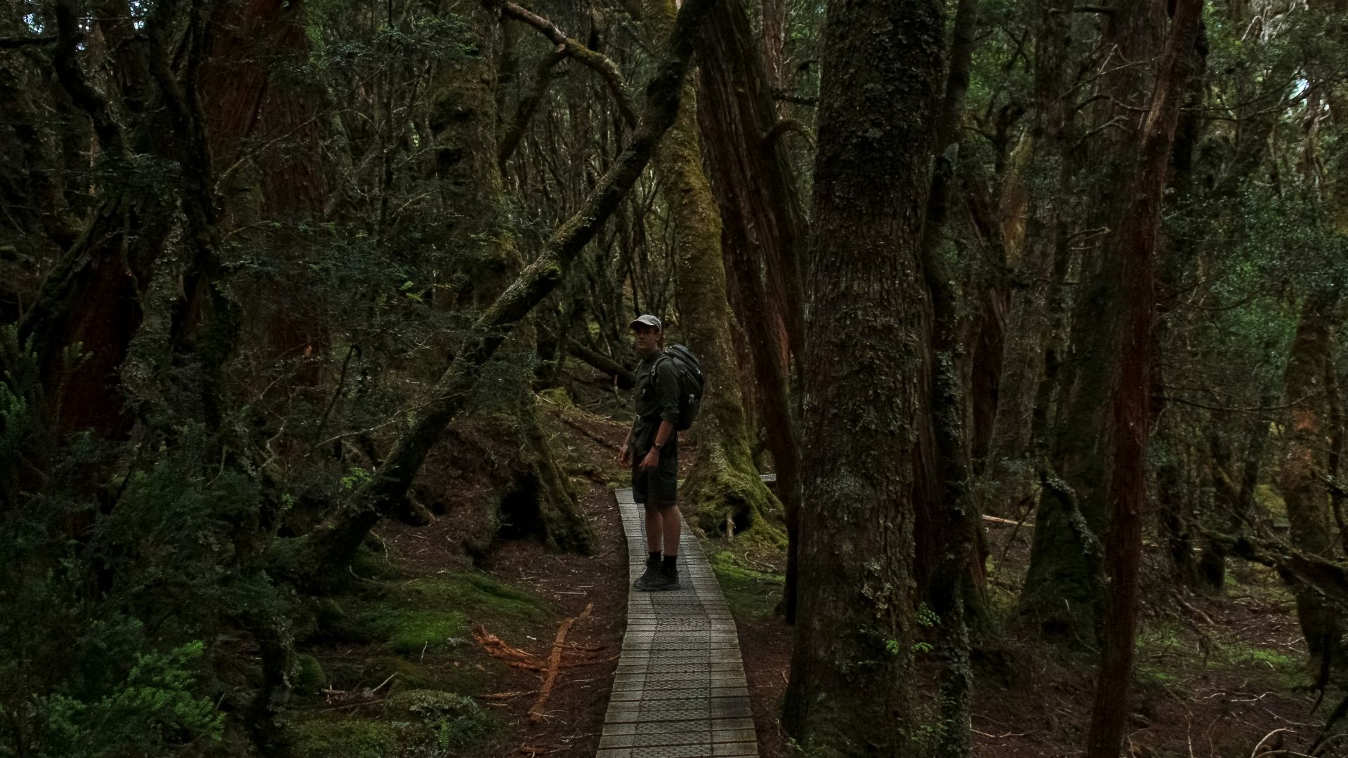 a person walking on a path in the woods