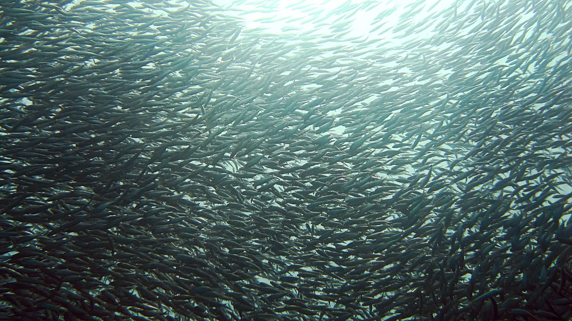 File:Sardines - 鰯(いわし).jpg